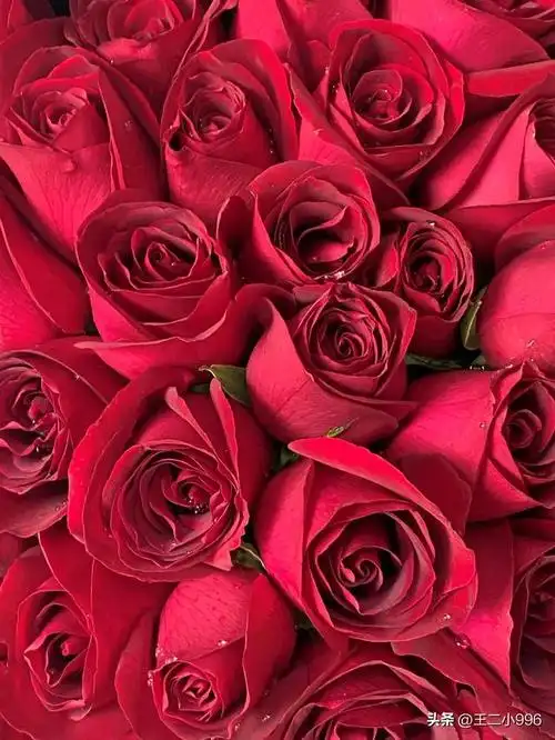 2023年情人节适合看的爱情电影,有你喜欢的吗