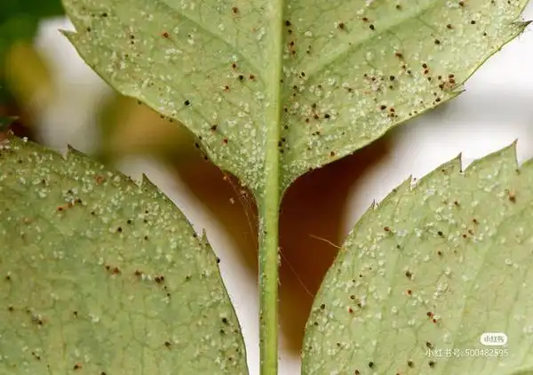 养啥啥不行养红蜘蛛第一名