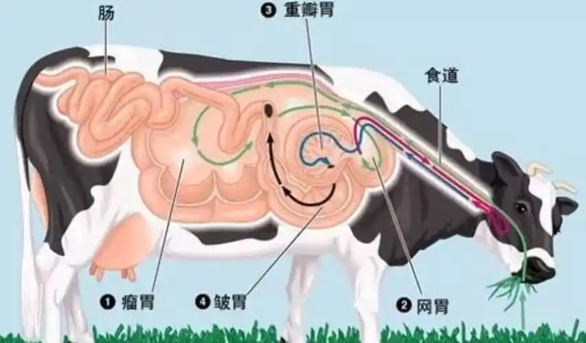 牛是反刍动物,一共有四个胃.