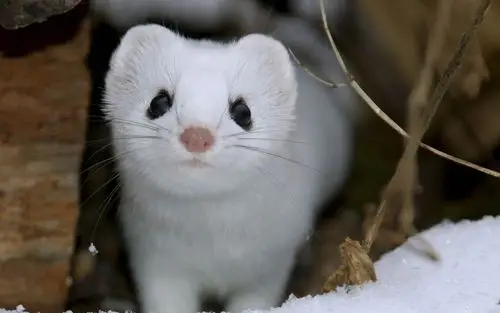 小可爱的东西-自然动物摄影高清壁纸