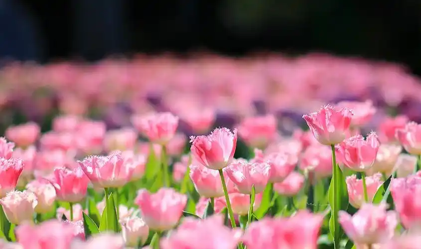 台北赏花7万株郁金香花海浪漫开放