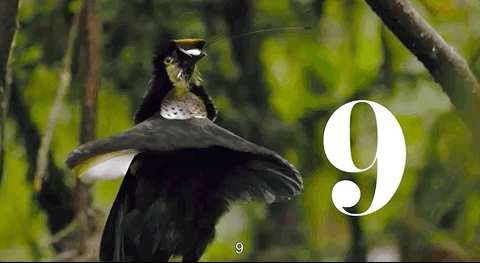 95给这鸟片跪了