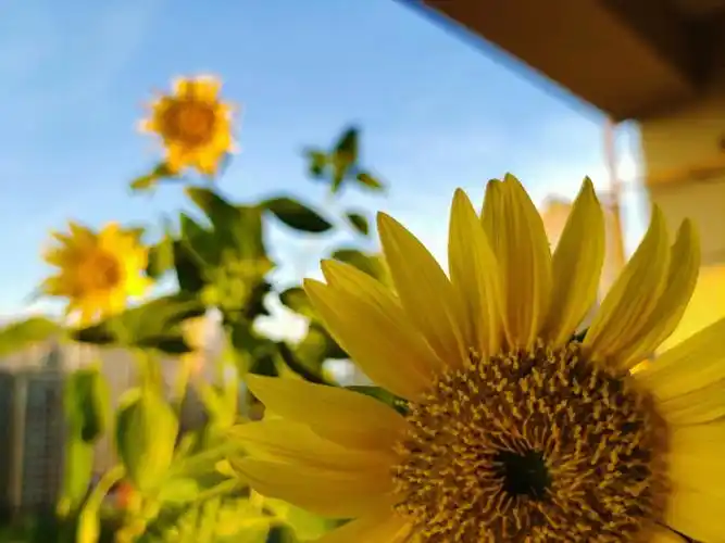 看她背景图好好好看啊,#向日葵  #朋友圈背景图  #小院子花园  #阳台