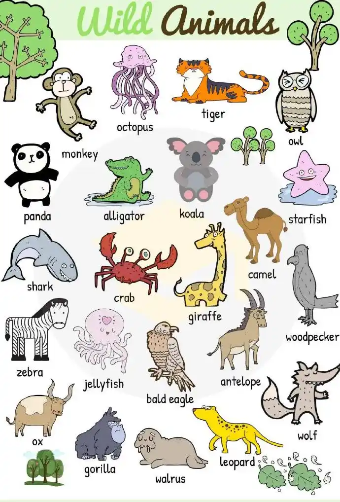 各类小动物的英文名