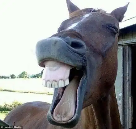 每天都要开心鸭!