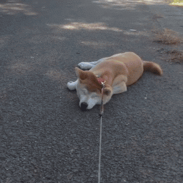 谁要做一只怂狗,你小时候还不是一样.