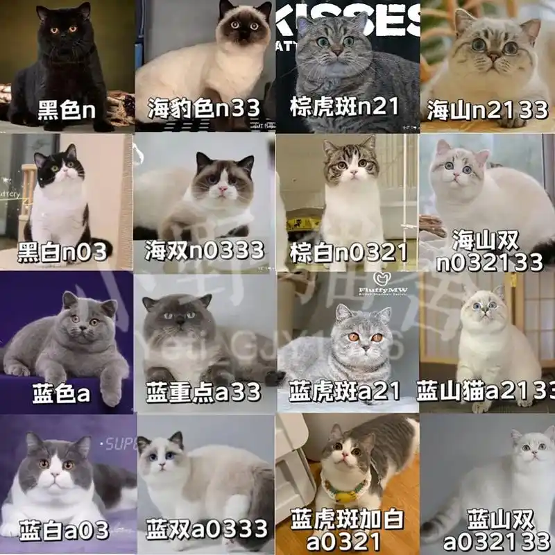 英短各花色及其对应重点色色号,收藏起来吧.(图片来自网络,如 - 抖音