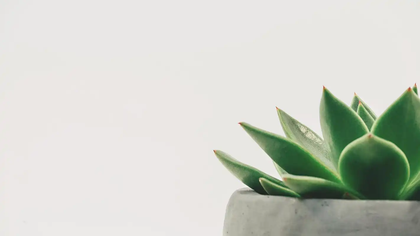 唯美室内盆栽静物摄影高清宽屏桌面壁纸