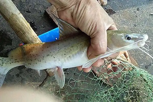 芝麻剑鱼是广西的一种特有鱼种,芝麻剑鱼对生活的水质要求很是苛刻