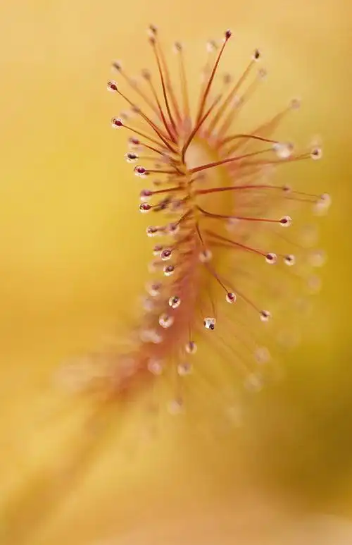 julia自然特写摄影作品