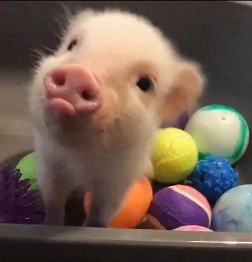 一波来自动物界的歪头杀