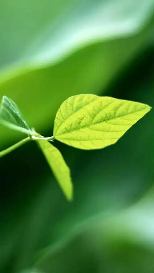 高清微信护眼图选1张当聊天背景图吧