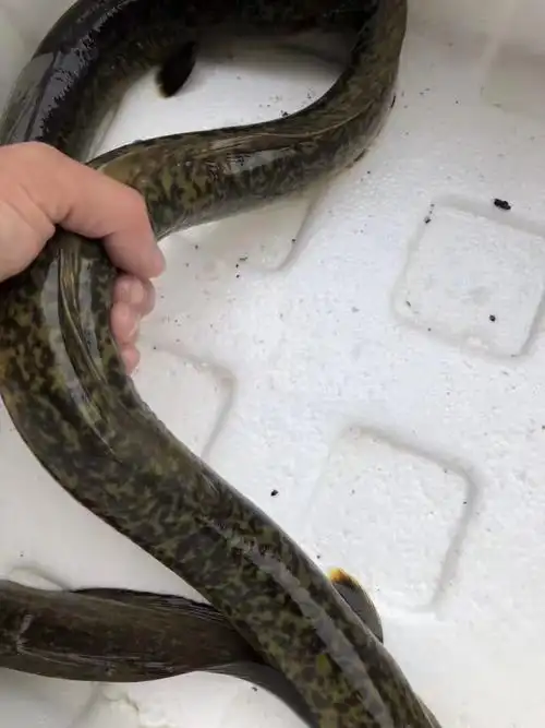 鱼花观赏观赏鱼鳗花鳗鱼活体花鳗苗鳗鳗凶猛鱼鱼