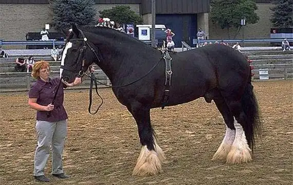关于马匹的10个世界之最最大马高2米最贵马1600万