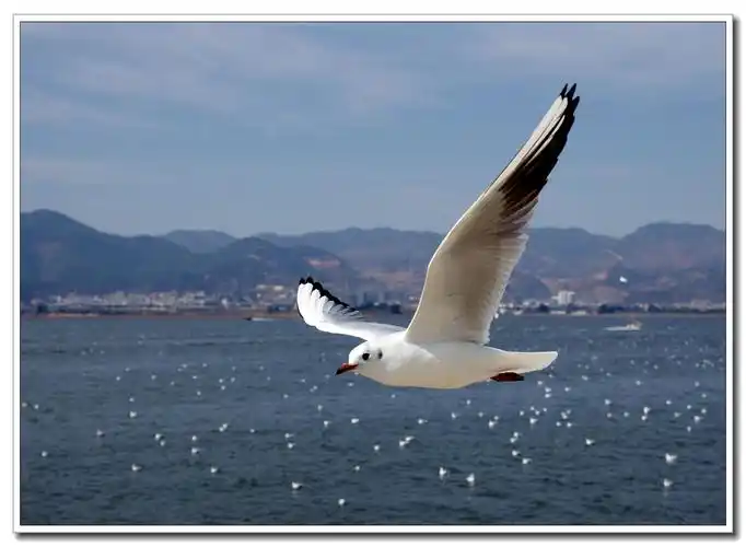 海鸥,海鸥,展翅飞翔!