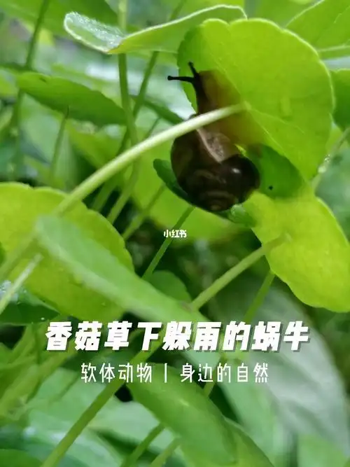 香菇草乱扔很容易破坏植被哦