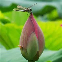 魔女宅急便蜻蜓头像_微信头像图片大全