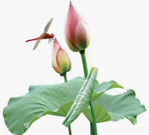 含苞独秀蜻蜓站, 荷花盛开蝴蝶来. 池塘鲜花争斗艳, 八方游客醉塘边.