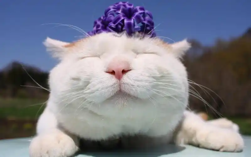 可爱的白色大肥猫眯眼卖萌高清搞笑动物图片桌面壁纸(2)