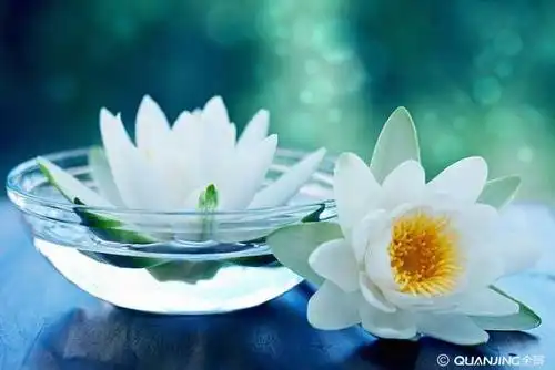 莲花图片_图片大全