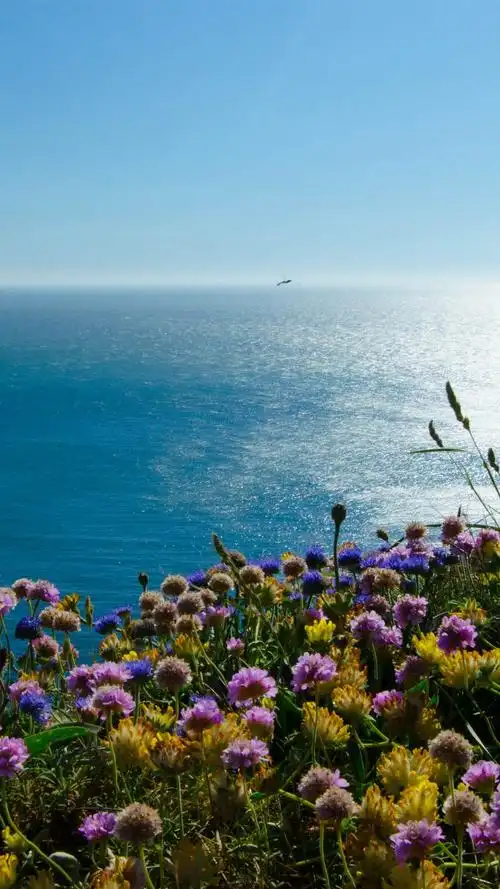 自然与风景,大海和海岸标签:威尔士爱尔兰的大海海雀岛鲜花英格兰原图