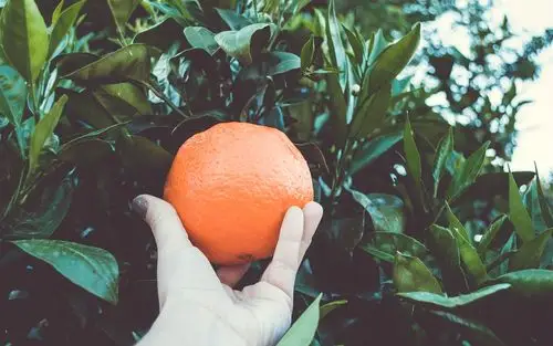 成熟的橘子,树,手 壁纸