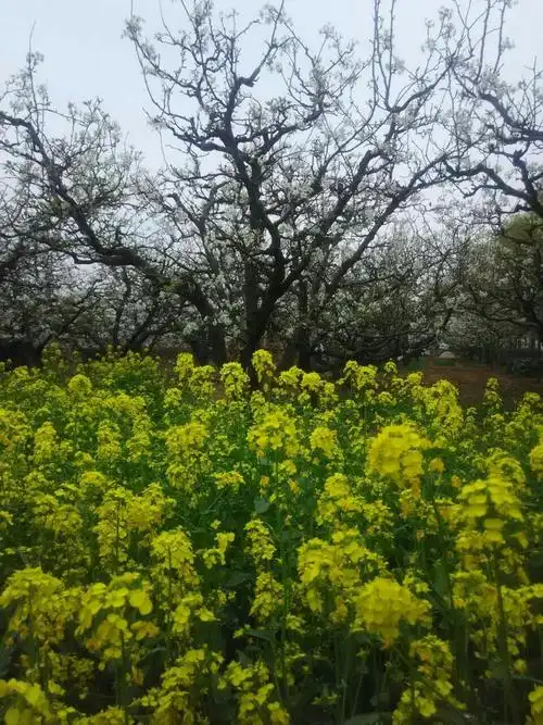 树上树下都是花!