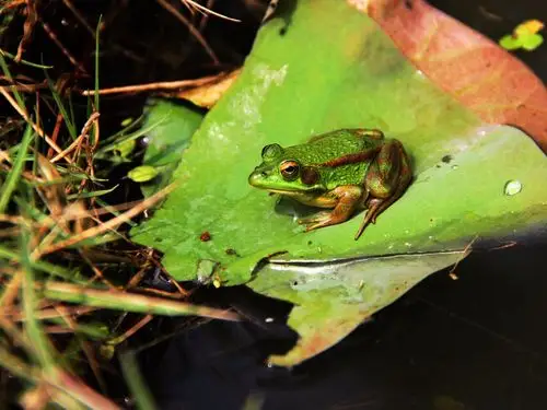 荷叶上的青蛙 - 自然类-摄影大赛2016 - 地理中文网—《国家地理》