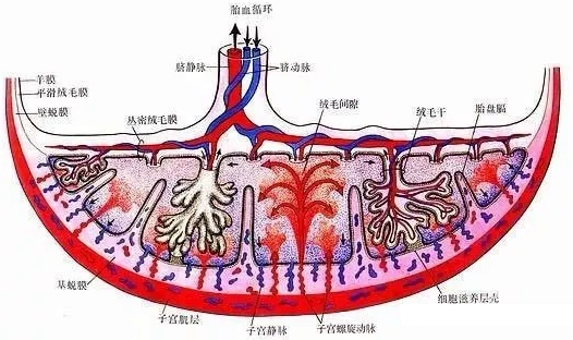 和胎儿间生成一些暂时性的附属器官,包括胎膜和胎盘等,形成胎盘屏障