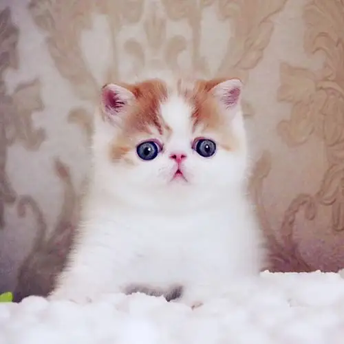 加菲猫纯种猫咪活物英短宠物黄白波斯猫幼猫活体猫咪