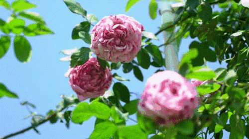 608_340gif 动态图 动图