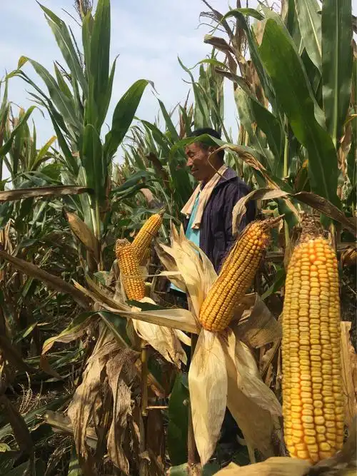 名门新秀登海511诚招各乡镇代理