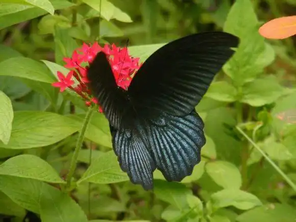 黑凤蝶
