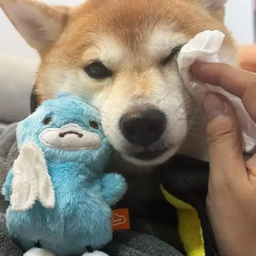 柴犬##柴犬萌照分享##小狗头像