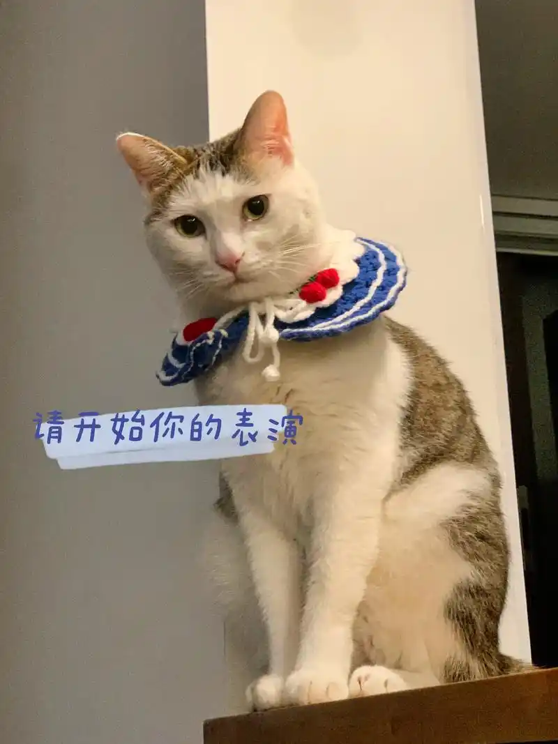 阿杜表情包来啦!#抖音图文来了 #猫 #表情包  - 抖音