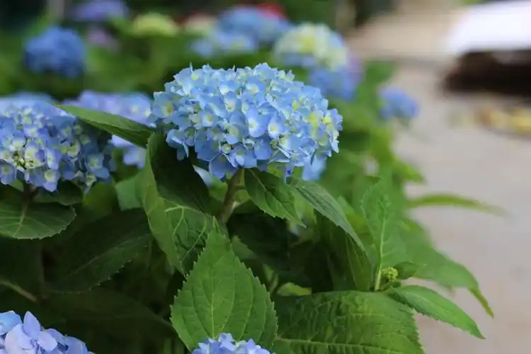 绣球花78 - 堆糖,美图壁纸兴趣社区