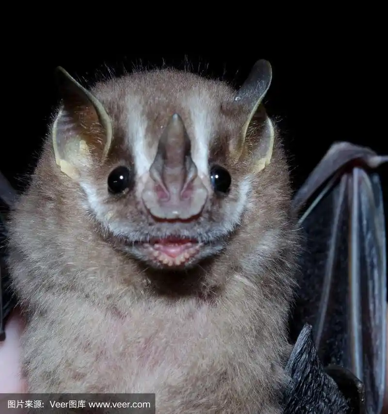 一种巴西蝙蝠,南部黄耳小蝙蝠.