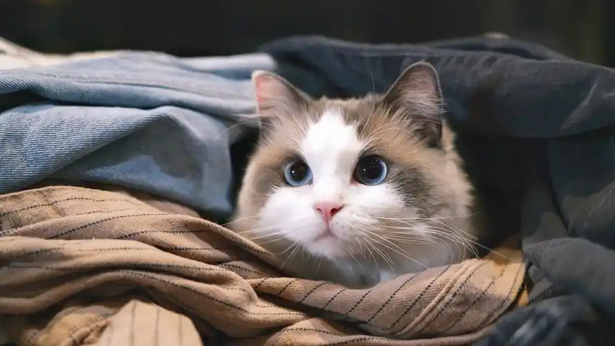 萌宠# #日常# #吸猫日报#吸猫日报#  昨天的封面放送[tv_亲亲]