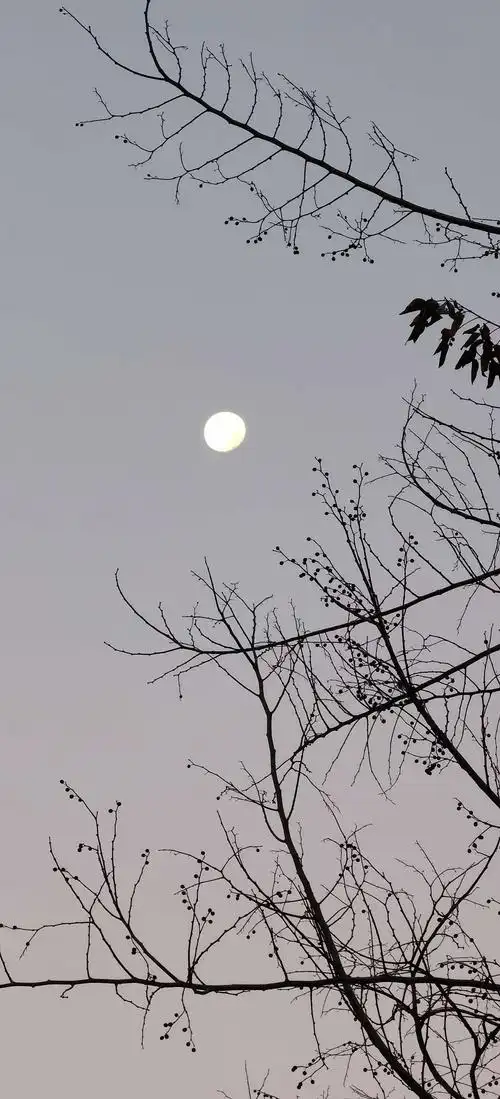 充满诗意的月亮