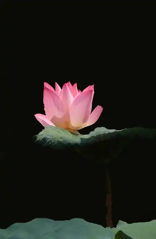 禅意.荷花.绿叶