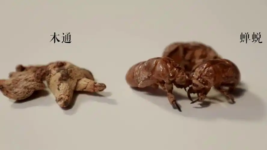 那么,这些可爱的毛猴  毛猴的制作材料图解 其他两味中药, 木通恳以