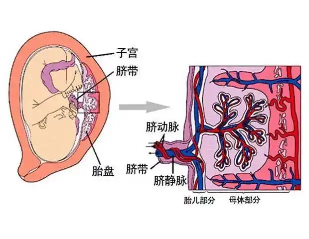 附着位置异常:当胎盘位于子宫下段,胎先露的前方称为前置胎盘,附着于