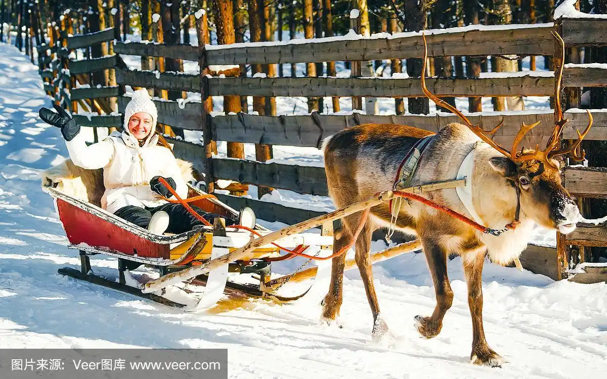 在芬兰拉普兰的女人在驯鹿雪橇上的冬季反射