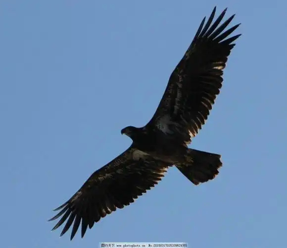 为什么雄鹰翱翔的图片全是大个子的鹰?比如雕这类的?