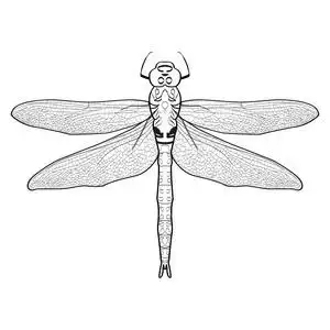 一只蜻蜓的黑白插图.孤立在白色背景上的蜻蜓照片