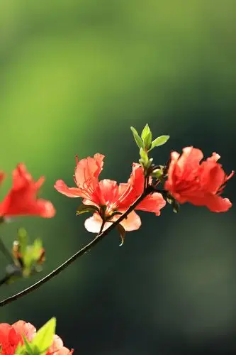 再上钟鼓楼,满坡映山红.风景依旧美,人事皆已非.