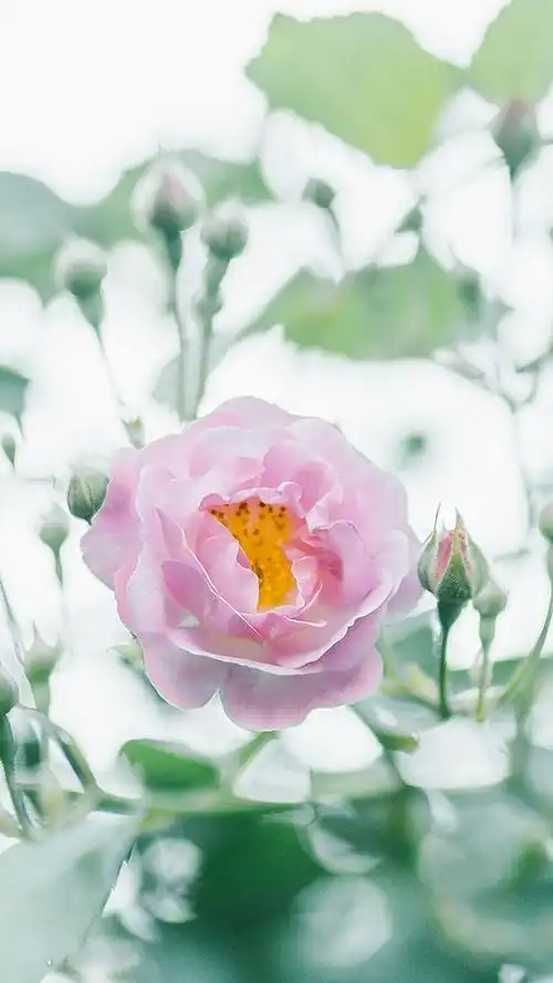 绿色系清新无水印手机壁纸