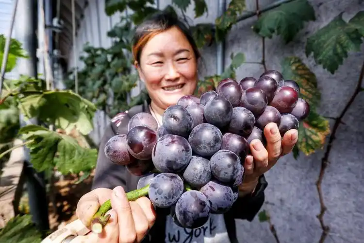 乒乓球大的葡萄熟了!每斤20元销往东北