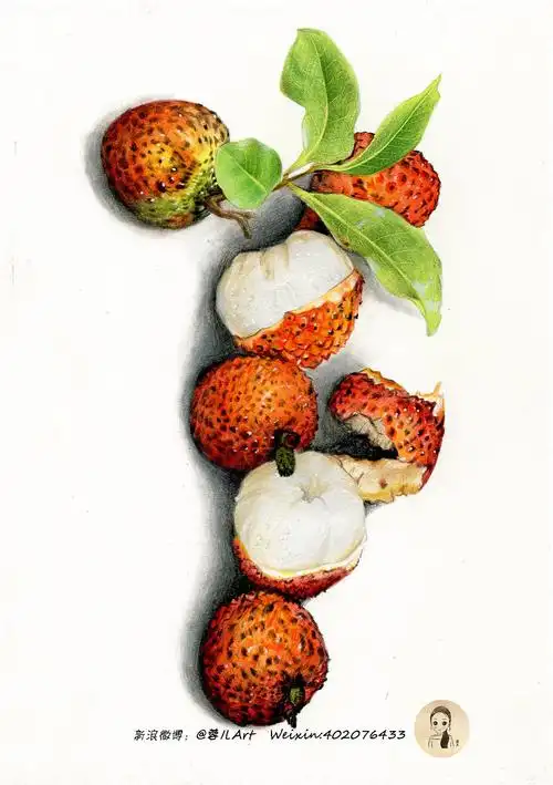 【荔枝】彩铅绘画