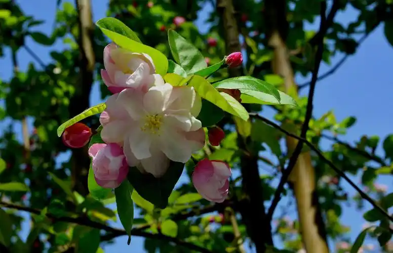 春天美景随走随拍